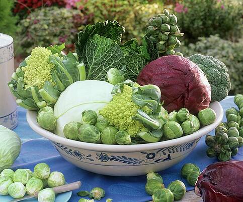 Bowl Of Various Types Of Brassicas Out Of Doors Print
