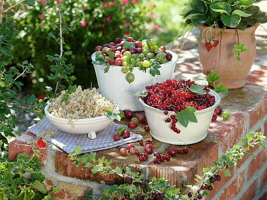 Bowls Of Red- And White Currants And Gooseberries, Strawberry Plant Print