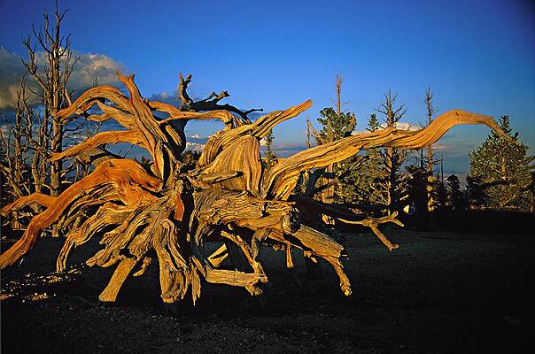 Wall Art featuring the digital art Bristlecone Pine by Franco Cogoli