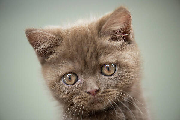 British Wall Art featuring the digital art British Shorthair Kitten In Portrait by Heidi Bollich