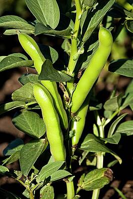 Broad Beans On A Plant Print