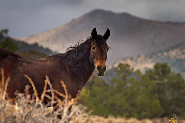 Wild Photograph - Brown And Proud Wild Mustang Stallion by Waterdancer