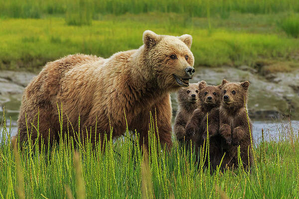 Wall Art featuring the photograph Brown Bear Sow And Cubs, In The Long by Mint Images - Art Wolfe
