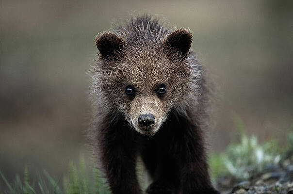 Wall Art featuring the photograph Brown Grizzly Bear  Spring Cub by Eastcott Momatiuk