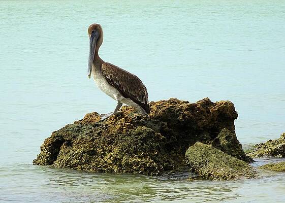 Wall Art featuring the photograph Brown Pelican On The Rocks by Karen Stansberry