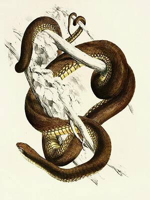 Reptile Painting - Bucephalus Capensis by Sir Andrew Smith