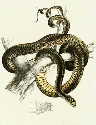 Reptile Painting - Bucephalus Capensis Var A by Sir Andrew Smith