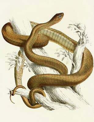Reptile Painting - Bucephalus Capensis Var B by Sir Andrew Smith