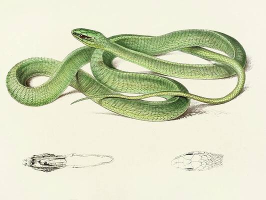 Reptile Painting - Bucephalus Viridis by Sir Andrew Smith