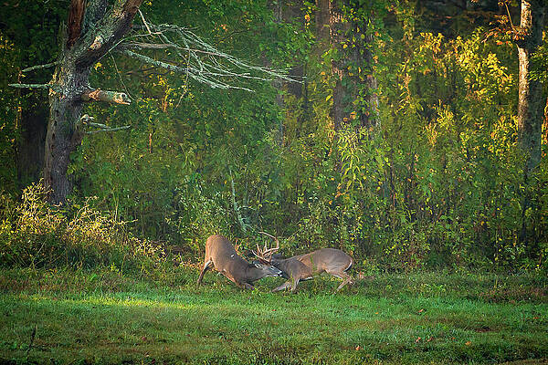 Wall Art featuring the photograph Buck Battle by Jeff Phillippi