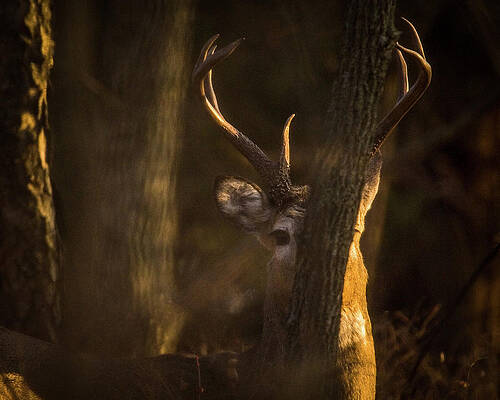 Wall Art featuring the photograph Buck In Woods by Jeff Phillippi