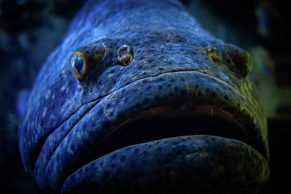 Wall Art featuring the photograph Bucket Mouth by Jeff Phillippi