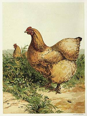 Chicken Painting - Buff Cochin Hen by Harrison Weir