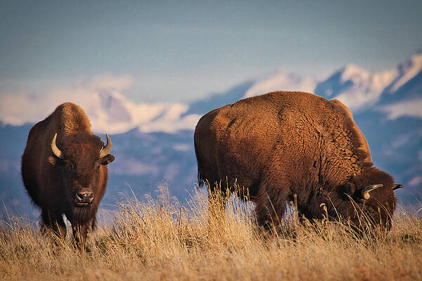 Wall Art featuring the photograph Buffalo Grazing At Dawn by Kevin Schwalbe