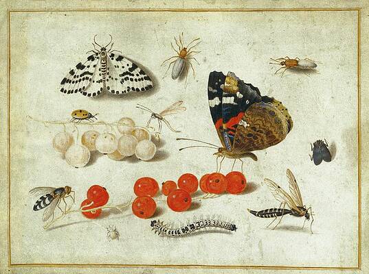 Butterflies and Insects with Currants Painting