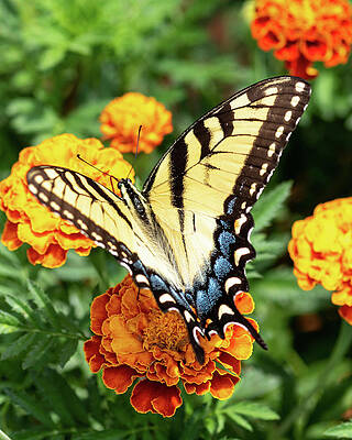 Wildlife Wall Art featuring the photograph Butterfly001 by Rob Narwid