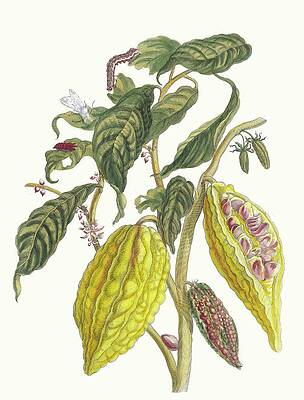 Cacao Plant with Insects Painting