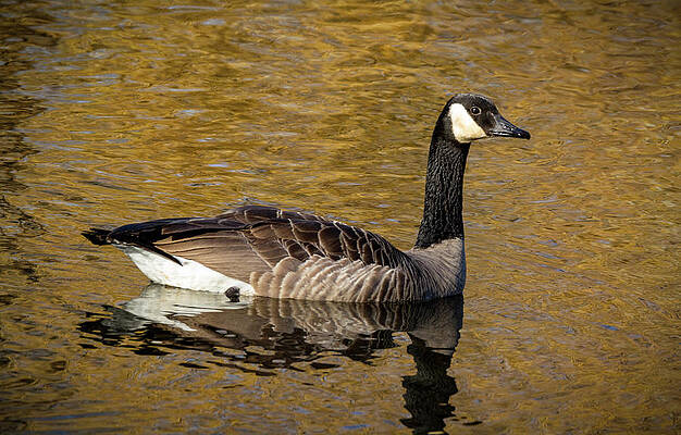 Water Wall Art featuring the photograph Cackling Goose by Jean Noren