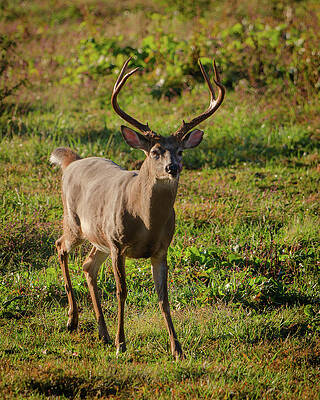 Wall Art featuring the photograph Cades Cove Buck by Jeff Phillippi