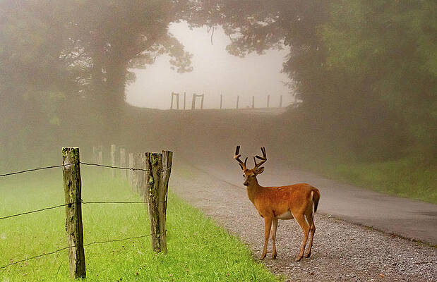 Cade Cove Photograph - Cades Cove Buck On A Foggy Morning by Marcy Wielfaert