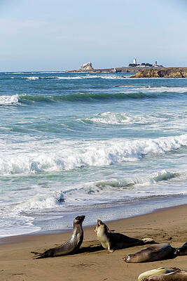 Elephant Wall Art featuring the digital art California, Big Sur, Elephant Seal by Brook Mitchell