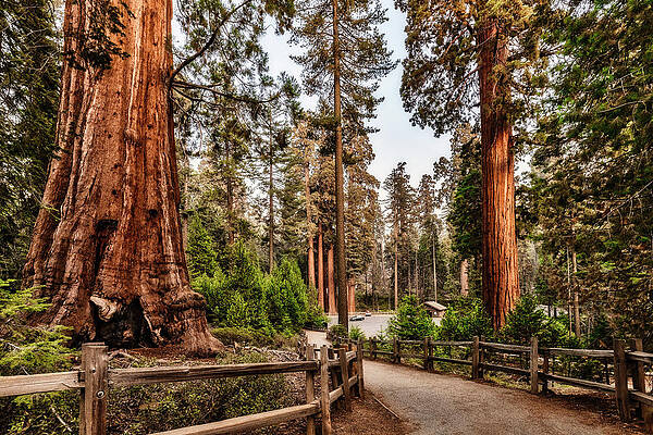 Sequoia Trees in Scenic Park Wall Art