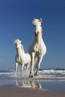 Camargue Horses Running In Water At Beach, Camargue, France Print