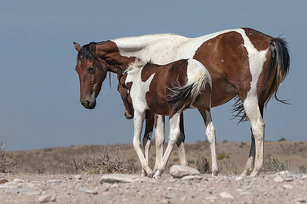 Arizona Photograph - Camouflaged Foal. by Paul Martin