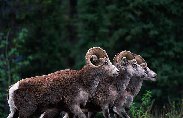 Wall Art featuring the photograph Canada, Adult Stone Rams Ovis Dalli by Eastcott Momatiuk