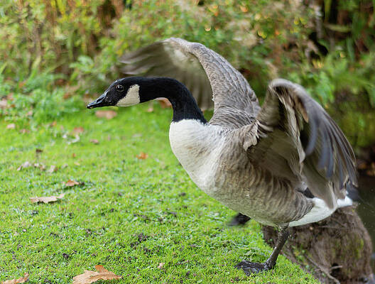 Wild Photograph - Canadian Goose With Wings Stretched by Scott Lyons