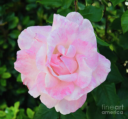 Wall Art featuring the photograph Candy Floss Rose Flower by Abigail Diane Photography