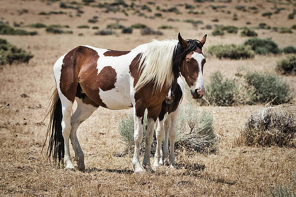 Nature Photograph - Can't See Me by American Landscapes