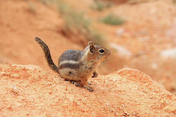 Utah Wall Art featuring the photograph Canyon Chipmunk by Dawn Richards