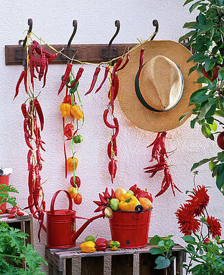 Capsicum Hung To Dry On The Coat Hangers Print