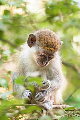 Caribbean Wall Art featuring the digital art Caribbean, Barbados, Saint Peter, Antilles, Lesser Antilles, Windward Islands, Caribbean Sea, The Typical Green Monkey, In The Barbados Wildlife Reserve. by Marco Arduino
