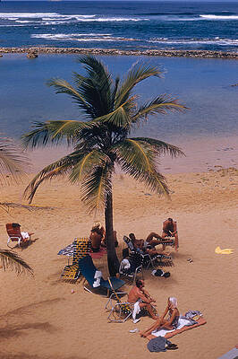 Relaxing under a Palm Tree Wall Art