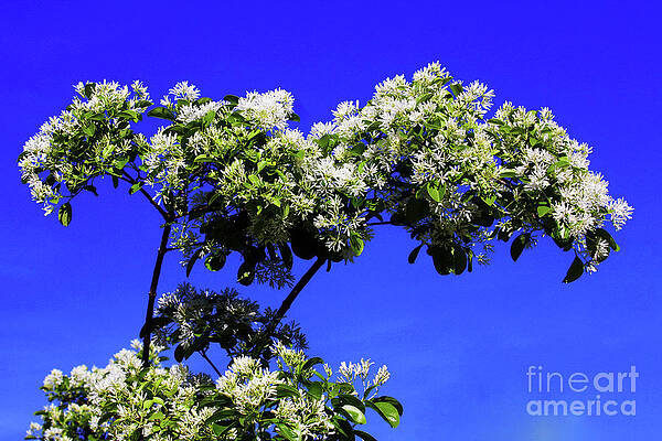 Sky Photograph - Carly's Tree - The Sky's The Limit by Rick Locke - Out of the Corner of My Eye