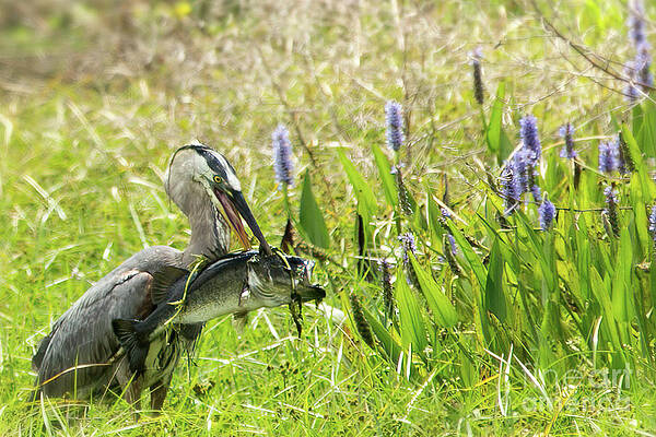Fl Wall Art featuring the photograph Catch Of The Day by Mary Lou Chmura