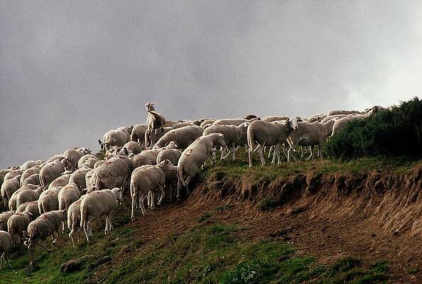 Wall Art featuring the photograph Cathar Country Transhumance In France - by Gerard Sioen