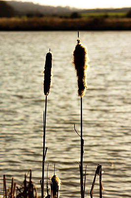 Sky Photograph - Cattails In The Sun by Scott Lyons