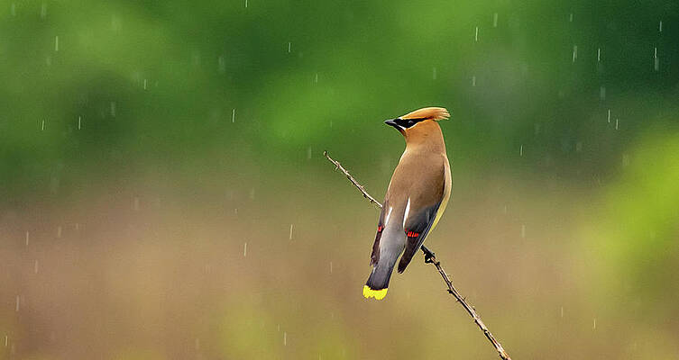 Cade Cove Photograph - Cedar Waxwing In The Rain by Marcy Wielfaert