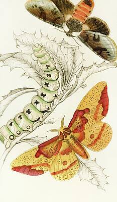 Insects Painting - Ceratocampa Imperialis, Harpyia Banksiae by James Duncan
