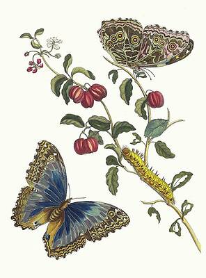 Insects Painting - Cerises Damerique by Maria Sibylla Merian