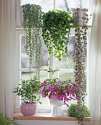 Ceropegia, Ficus Pumila, Senecio, Soleirolia Print