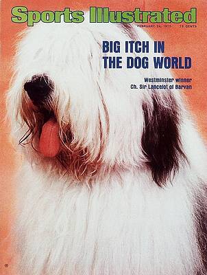 1975 Wall Art featuring the photograph Ch. Sir Lancelot Of Barvan, 1975 Westminster Kennel Club Sports Illustrated Cover by Sports Illustrated
