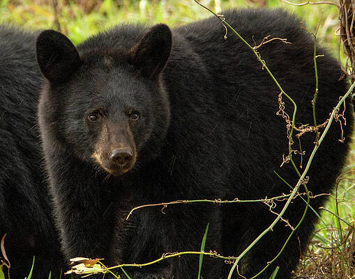 Cade Cove Photograph - Ebony by Marcy Wielfaert