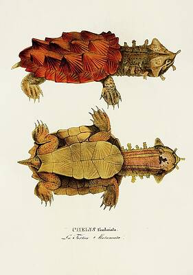 Reptile Painting - Chelys Fimbriata by Johann Baptist Von Spix