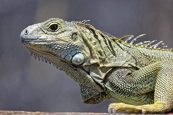 Wildlife Wall Art featuring the photograph Chicken Of The Trees - Iguana, Puerto Rico by KJ Swan