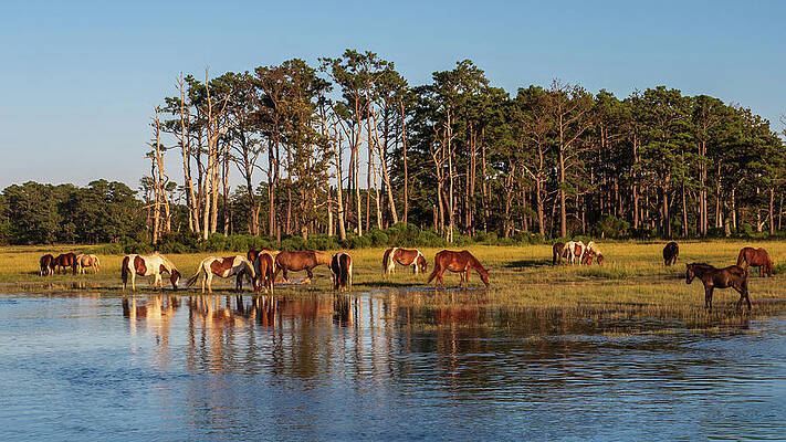 chincoteague Island ponies by Louis Dallara