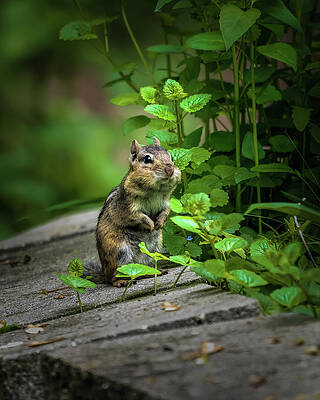 Beautiful Wall Art featuring the photograph Chipper by James Overesch
